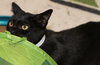 27978 Morgana