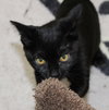 27978 Morgana