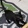27978 Morgana