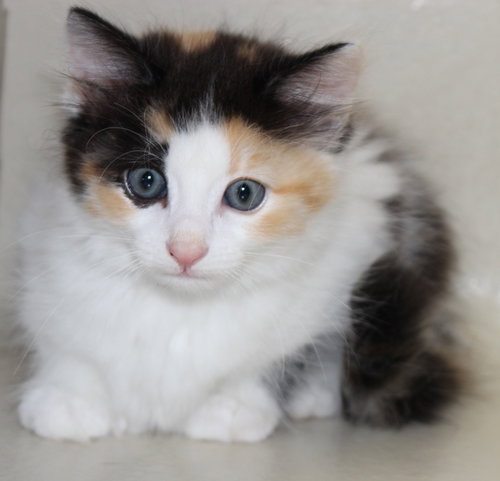 27555 - Lily