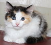 27555 - Lily