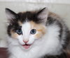 27555 - Lily