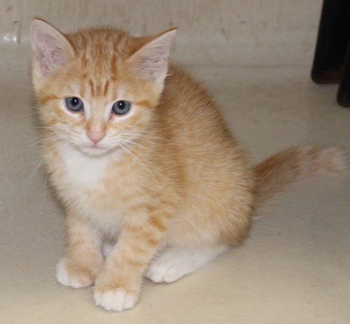 27556 - Buttercup
