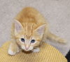27556 - Buttercup
