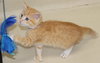 27556 - Buttercup