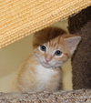 27556 - Buttercup