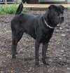 28021 - Bronson