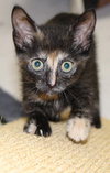 27687 - Sela