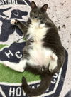 28093 - Snickers