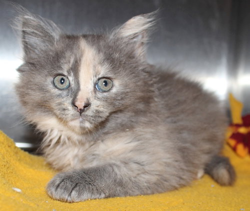 28054 - Shiloh