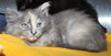 28054 - Shiloh