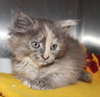 28054 - Shiloh