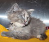 28054 - Shiloh
