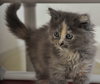 28054 - Shiloh