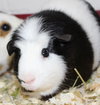 28129 & 28130 - Biggie and Oreo