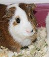 28129 & 28130 - Biggie and Oreo