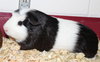 28129 & 28130 - Biggie and Oreo
