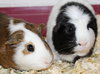 28129 & 28130 - Biggie and Oreo
