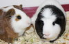 28129 & 28130 - Biggie and Oreo