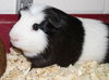 28129 & 28130 - Biggie and Oreo