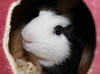 28129 & 28130 - Biggie and Oreo
