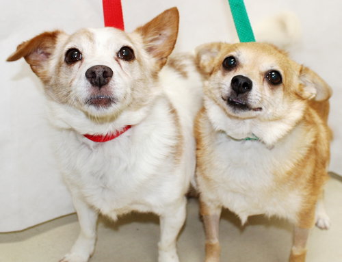 28259 & 28260 - Chester and Joey