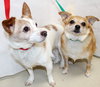 28259 & 28260 - Chester and Joey
