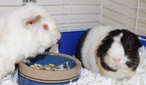 28272 & 28273 - Porkchop & Chopstick
