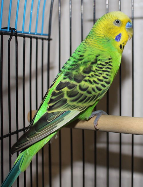 28281 - Peepers