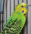 28281 - Peepers