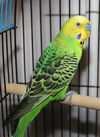 28281 - Peepers
