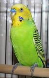 28281 - Peepers