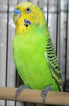 28281 - Peepers