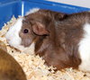 28298 & 28299 - Truffles and Taffy