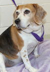 28347 - Daisy
