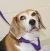 28347 - Daisy