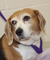 28347 - Daisy