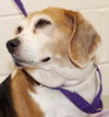 28347 - Daisy
