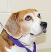 28347 - Daisy