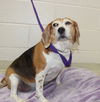 28347 - Daisy