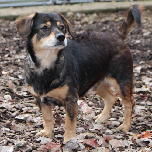 28491 - Pudgey