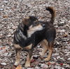 28491 - Pudgey