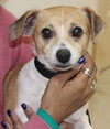 28392 - Pebbles