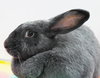 27736 - Scarlet-O-Hare