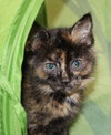 28555 - Betty