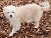 28703 - Rocco