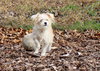 28703 - Rocco