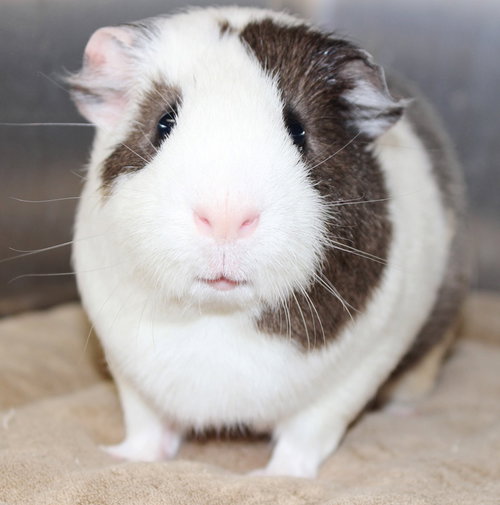 28763 - Oliver