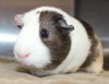 28763 - Oliver