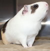 28763 - Oliver